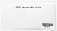 Fenestella media image